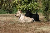 SCOTTISH TERRIER 232